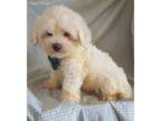 Coton de Tulear Puppy for sale in Exeter, MO, USA