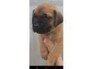 Mastiff Puppy for sale in Chipley, FL, USA