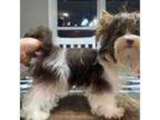 Yorkshire Terrier Puppy for sale in Athens, TN, USA