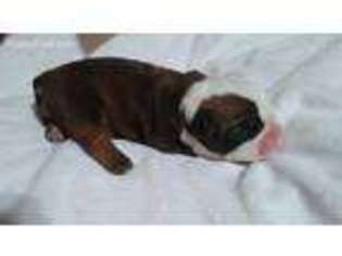 Bulldog Puppy for sale in Akron, OH, USA