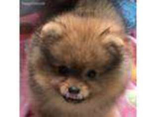 Pomeranian Puppy for sale in Blountsville, AL, USA