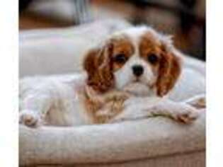 Cavalier King Charles Spaniel Puppy for sale in Omaha, NE, USA