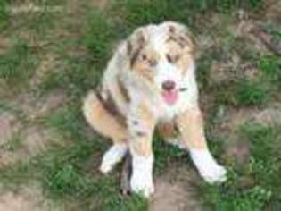 Australian Shepherd Puppy for sale in Hicksville, OH, USA