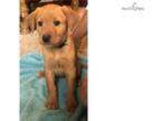 Labrador Retriever Puppy for sale in Bowling Green, KY, USA