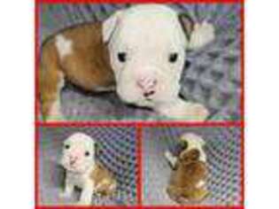 Bulldog Puppy for sale in Cowlington, OK, USA
