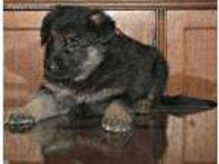 German Shepherd Dog Puppy for sale in Mooresville, MO, USA