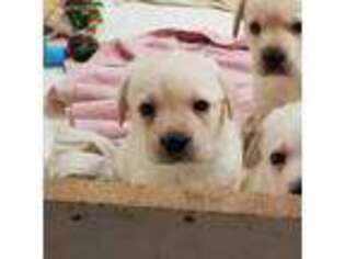 Labrador Retriever Puppy for sale in Eden, WI, USA