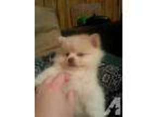 Pomeranian Puppy for sale in RICHLAND, MO, USA