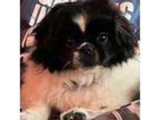 Pekingese Puppy for sale in Knoxville, TN, USA