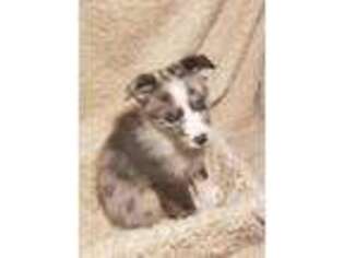 Miniature Australian Shepherd Puppy for sale in Pottstown, PA, USA