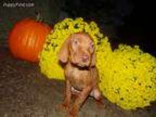 Vizsla Puppy for sale in Decker, MI, USA