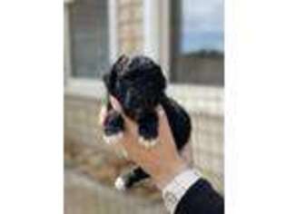 Mutt Puppy for sale in Marietta, SC, USA