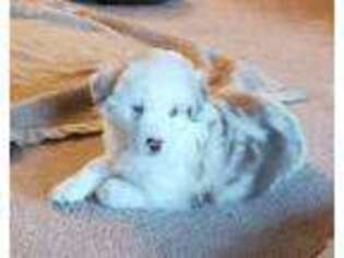 Miniature Australian Shepherd Puppy for sale in Marietta, OK, USA