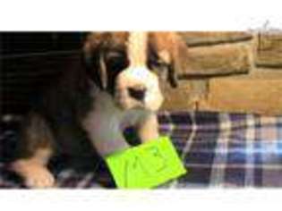 Saint Bernard Puppy for sale in Wausau, WI, USA