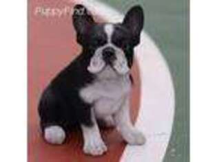 French Bulldog Puppy for sale in West Lafayette, IN, USA