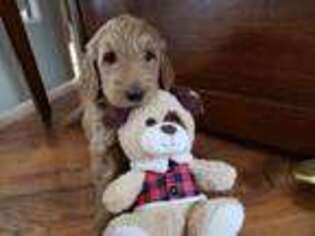 Goldendoodle Puppy for sale in Carbondale, IL, USA