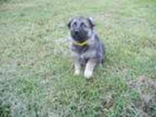 German Shepherd Dog Puppy for sale in Harrison, AR, USA