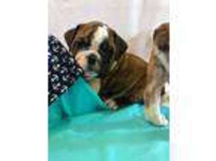 Bulldog Puppy for sale in Ireton, IA, USA