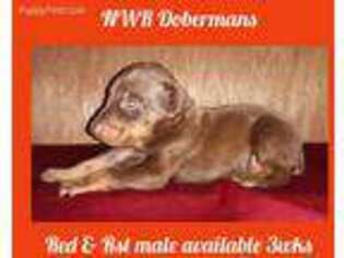 Doberman Pinscher Puppy for sale in Cleveland, TX, USA