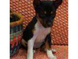 Basenji Puppy for sale in Beaumont, TX, USA