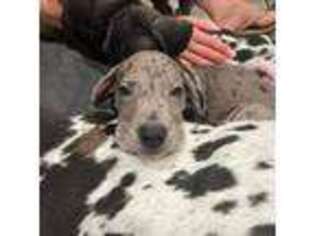 Great Dane Puppy for sale in Waterford Works, NJ, USA