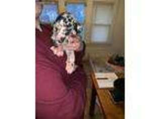 Great Dane Puppy for sale in Center Line, MI, USA