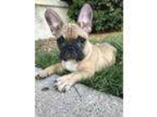 French Bulldog Puppy for sale in Troy, MI, USA