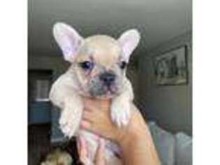 French Bulldog Puppy for sale in Parlin, NJ, USA