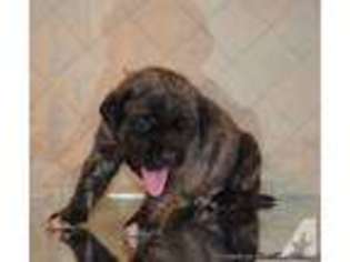 Mastiff Puppy for sale in PERRY, MI, USA