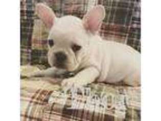 French Bulldog Puppy for sale in Midlothian, TX, USA