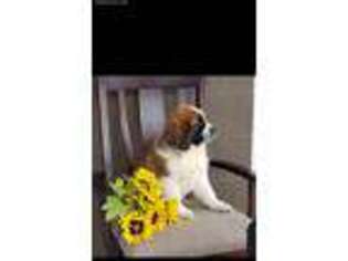 Saint Bernard Puppy for sale in Apple Creek, OH, USA