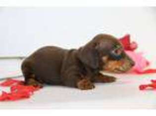 Dachshund Puppy for sale in Waterville, MN, USA