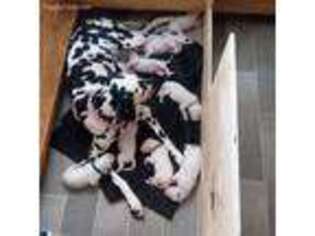 Dalmatian Puppy for sale in High Point, NC, USA