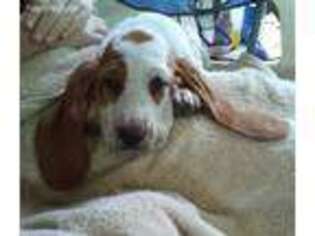 Basset Hound Puppy for sale in Wasola, MO, USA
