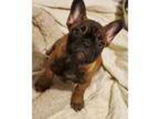 French Bulldog Puppy for sale in New Windsor, NY, USA