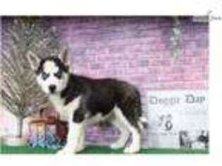 Siberian Husky Puppy for sale in Baltimore, MD, USA