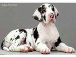 Great Dane Puppy for sale in North Branch, MI, USA