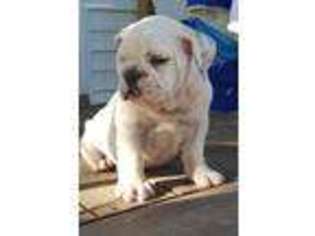 Bulldog Puppy for sale in Edina, MO, USA