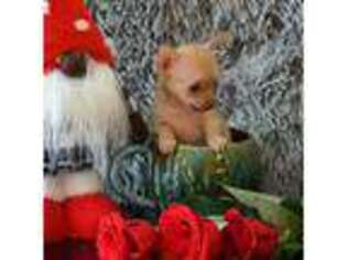 Chihuahua Puppy for sale in Gaithersburg, MD, USA