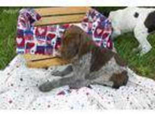 German Shorthaired Pointer Puppy for sale in Wellington, UT, USA
