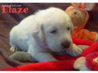 Labrador Retriever Puppy for sale in Rio Rancho, NM, USA