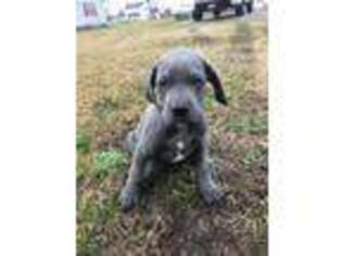 Great Dane Puppy for sale in Edenton, NC, USA