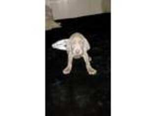 Weimaraner Puppy for sale in Volant, PA, USA