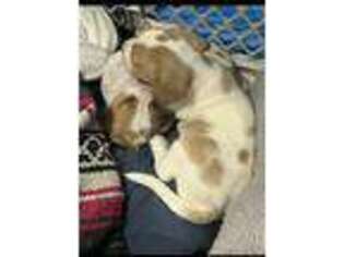 Beagle Puppy for sale in Louisville, KY, USA