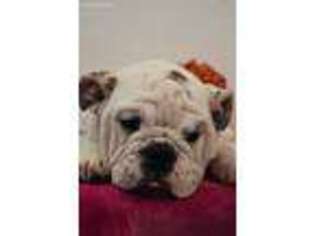 Bulldog Puppy for sale in Pawtucket, RI, USA