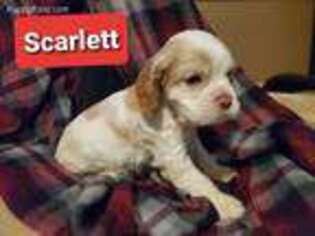 Cocker Spaniel Puppy for sale in LEITCHFIELD, KY, USA