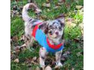 Chihuahua Puppy for sale in Elkhart Lake, WI, USA