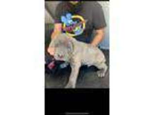 Cane Corso Puppy for sale in Albuquerque, NM, USA