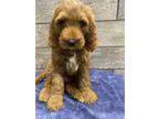 Goldendoodle Puppy for sale in Richmond, IL, USA