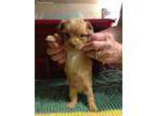 Yorkshire Terrier Puppy for sale in Erie, PA, USA